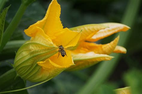 Zucchini Zucchetti Blomma - Gratis foto på Pixabay