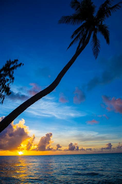 Coconut Tree in Beach during Golden Hour · Free Stock Photo
