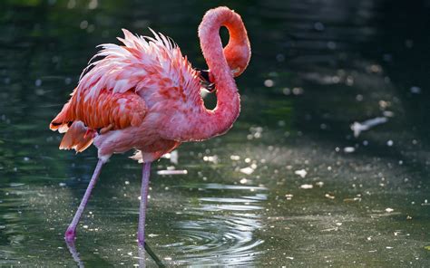 animals, Nature, Flamingos, Ripples, Birds Wallpapers HD / Desktop and Mobile Backgrounds