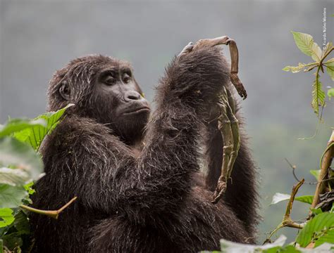 2018 Wildlife Photographer of the Year Competition Winners