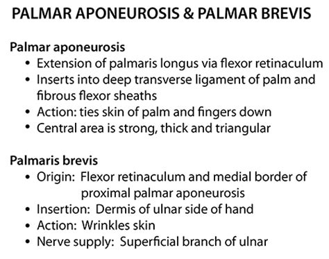 Palmar Aponeurosis