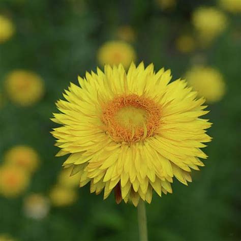 Everlasting Daisy Yellow - Local Seeds