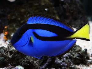 Finding Dory: Blue Tang Fact or Fiction