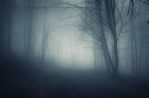 Dark Forest Foggy Night | 森の写真, 風景, 森