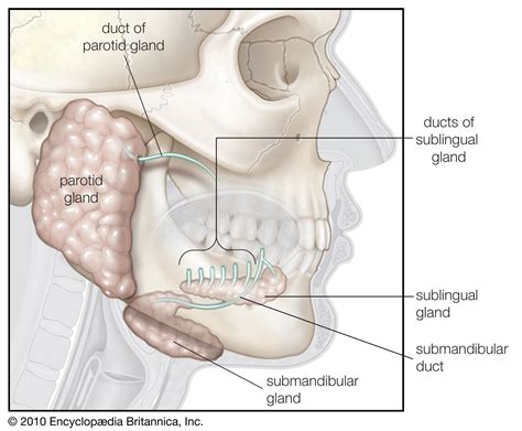 Sublingual gland | anatomy | Britannica