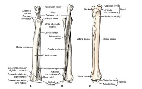 Ulnar Notch