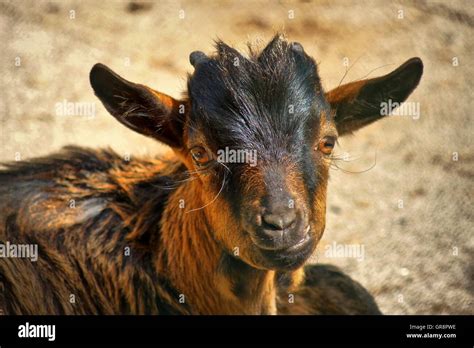 Brown Pygmy Goat Baby Stock Photo - Alamy