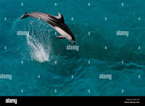 PACIFIC WHITE-SIDED DOLPHIN JUMPING Stock Photo - Alamy