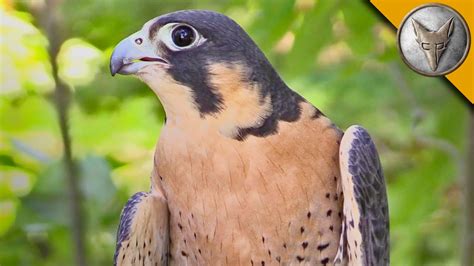 Peregrine Falcon is the Fastest Animal in the World! | Doovi