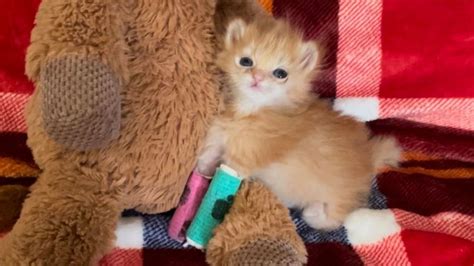 Tater Tot, a kitten with special needs that was saved by Salt Lake City-based rescue group Kitty ...