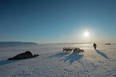 Walrus Hunting Photograph by Louise Murray | Fine Art America