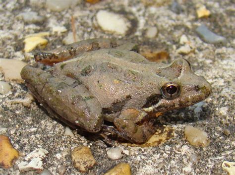 Southern Cricket Frog - Acris gryllus | Brad Glorioso’s Personal Website Amphibians and Reptiles ...