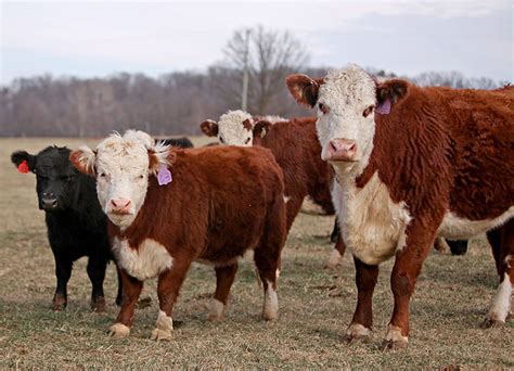 Big Value In Little Cows | Local News | dnronline.com