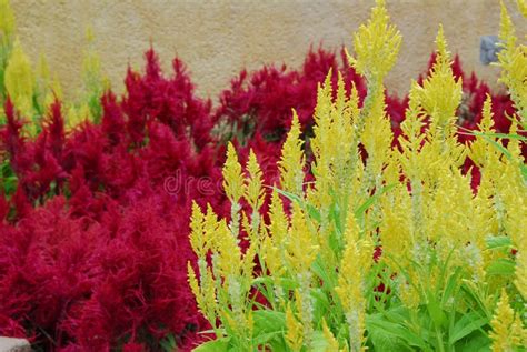 Cat's tail flowers stock photo. Image of colorful, forest - 2261912