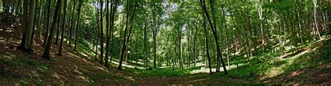 forest panorama by blackasmodeus on DeviantArt