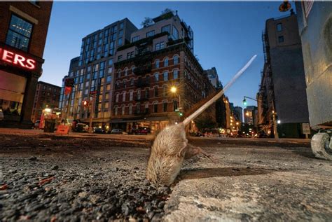 Urban Wildlife Photography Award — NYC URBANISM