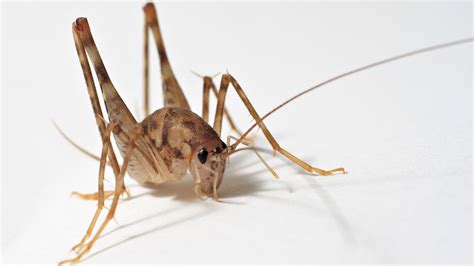 Invasive Asian Camel Crickets Spreading Into Homes Across U.S. | The ...