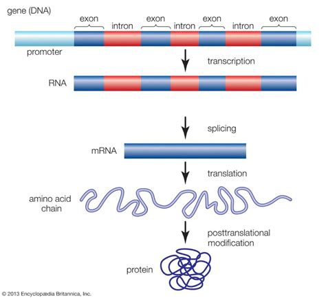 干货 | RNA剪接过程详解_snRNP