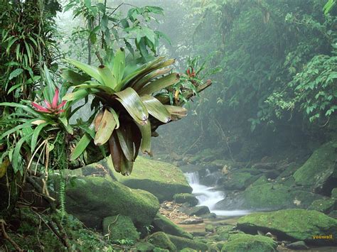 Nature Wallpaper : Tropical Forest Wallpaper | I - Celebes