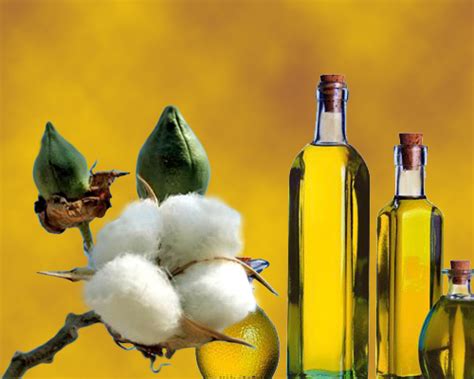 Cottonseed Oil - Nutrition Facts, Health Benefits, Properties, Uses