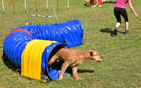 How To Make A DIY Agility Tunnel - 100% Homemade Step By Step