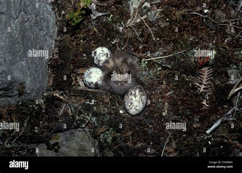 Nightjar eggs hi-res stock photography and images - Alamy