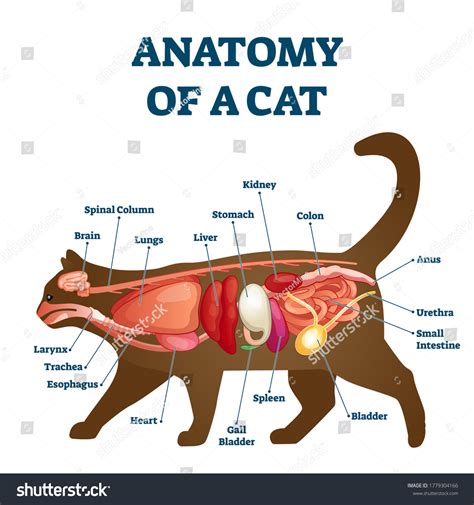 7+ Thousand Cat Anatomy Royalty-Free Images, Stock Photos & Pictures ...