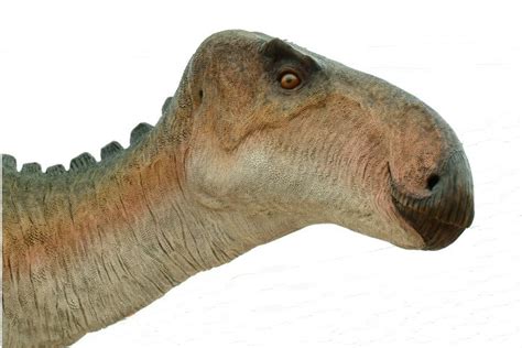 Iguanodon Pictures & Facts - The Dinosaur Database