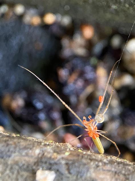 Ectoparasitic Mites? : r/spiders