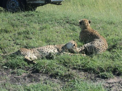 Nairobi National Park Tour | Wildlife Safari with Entry Fees Included