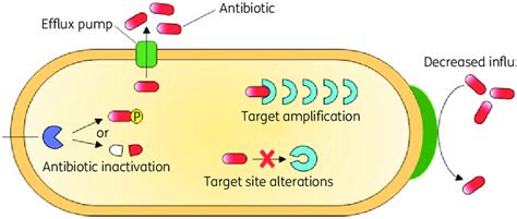 Schematic diagram highlighting the antibiotic resistance mechanisms ...