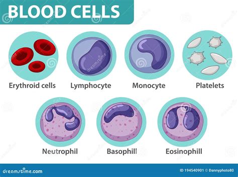 White Blood Cells Flow Chart