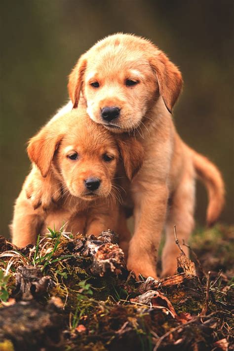 🔥 Download Cute Baby Animal Dogs Wallpaper HD Desktop And by @aprilp | Cute Dog Phone Wallpapers ...