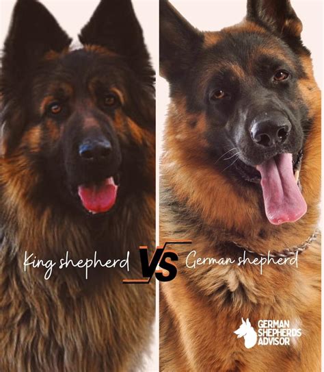 King Shepherd vs German Shepherd: A Thorough Comparison