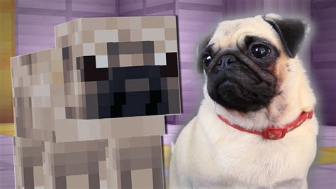 PUGS PLAY MINECRAFT - YouTube