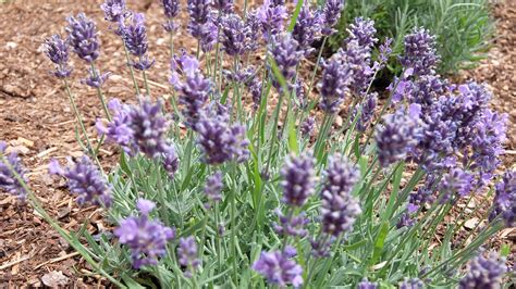 French Lavender Varieties - remindyourdistance