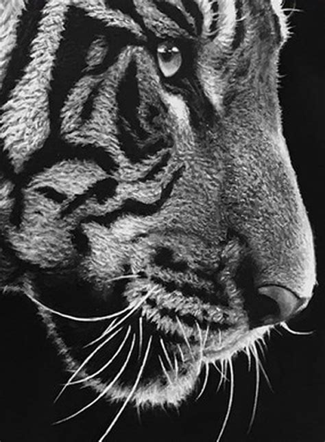 Black And White Drawings Of Tigers