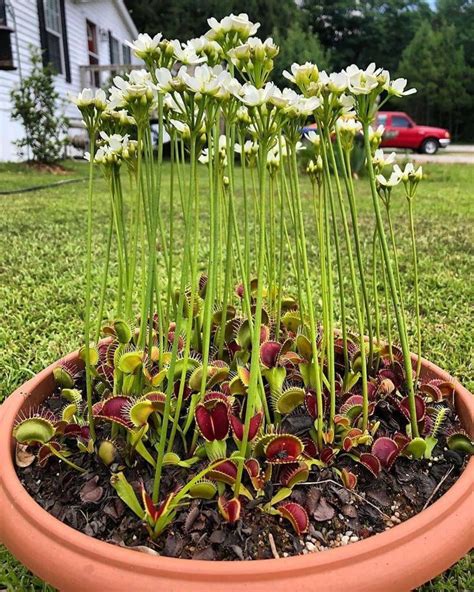 quickwitter: VENUS FLY TRAP IN BLOOM Dionaea... | Venus fly trap, Plants, Pretty plants