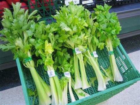 Celery Lowers Blood Pressure and Cholesterol | Top Natural Remedies