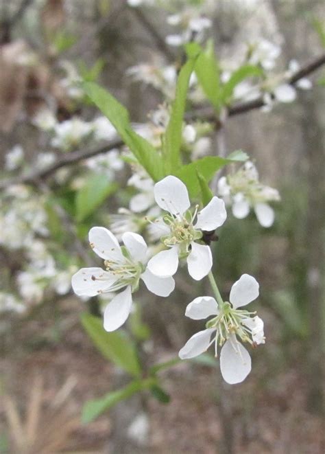 Chickasaw Plum flowers | The Prunus angustifolia trees were … | Flickr