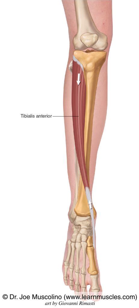 Tibialis Anterior - Learn Muscles