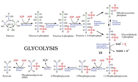 Rozdíl mezi glykolýzou a glukoneogenezí - Zprávy 2024