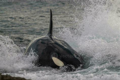 orca whale breaching in the ocean 26596409 Stock Photo at Vecteezy