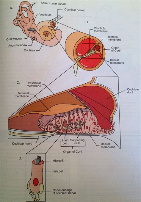 Inner ear structures #ear #anatomy #ear #hearing | Ear structure, Tinnitus cure, Pharmacology ...