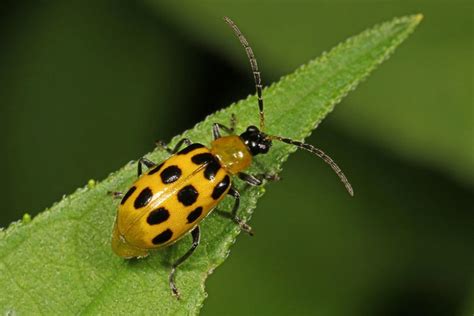 Spotted Cucumber Beetle Life Cycle