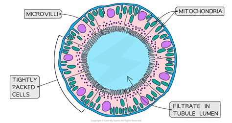 IB DP Biology: HL复习笔记11.3.2 Kidney: Structure & Function-翰林国际教育