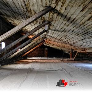 How to Deal with Mold in the Attic | Mold Removal Services