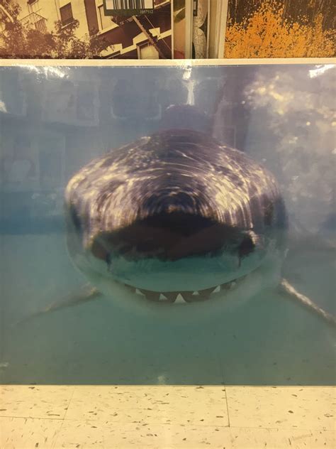 Great White Shark Front View Poster by JawsandGumballFan24 on DeviantArt