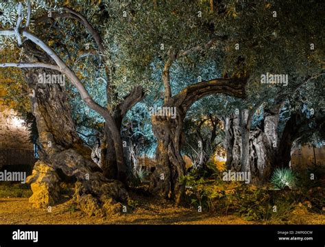 Gethsemane, Mount of Olives, Jerusalem, Israel Stock Photo - Alamy