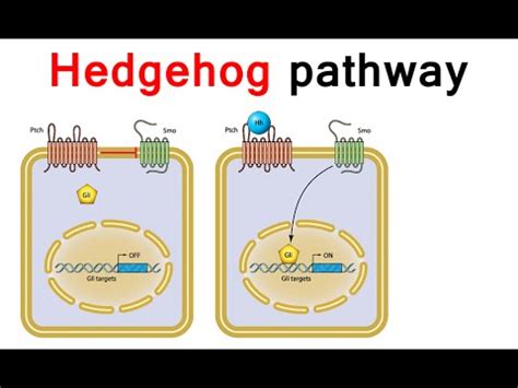 Simple Explanation of Sonic Hedgehog Signaling Pathway